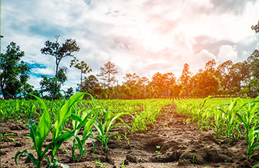 Longxian Mushroom Planting Base